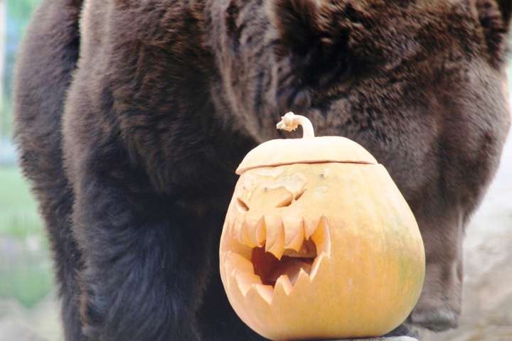 Бурі ведмеді в Одеському зоопарку були раді маленьким одеситам на своєму святі 