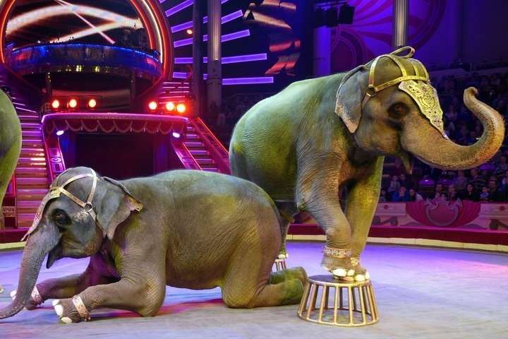 Животных из цирков правительство планирует передать в заповедники, зоопарки и приюты