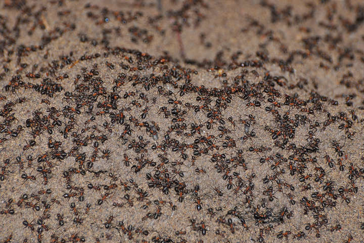 Сотни тысяч муравьев-каннибалов сбежали из заброшенного ядерного бункера в Польше