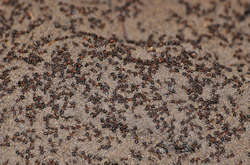 Сотни тысяч муравьев-каннибалов сбежали из заброшенного ядерного бункера в Польше