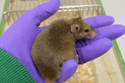  Зображення: MPI f. Biologie des Alterns/ Lisa F. Drews 