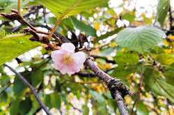 У Мукачевому зацвіла «скажена сакура»