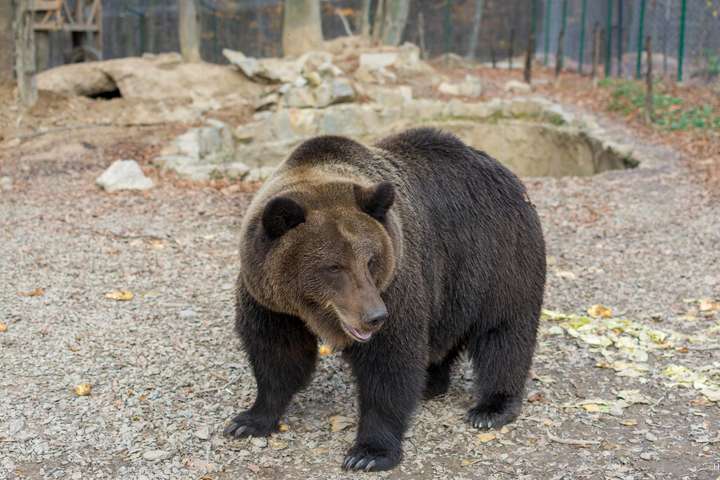 У Карпатах ведмеді не можуть заснути на зиму через теплу погоду
