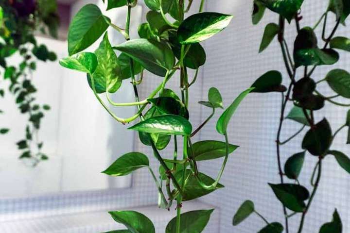 Ученые заявили, что комнатные растения не очищают воздух в помещении