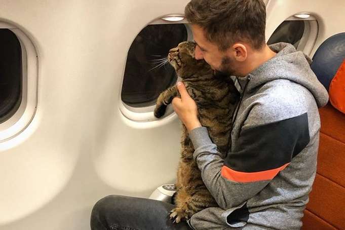 Кота не пустили в салон самолета в России, потому что животное оказалось «слишком толстым»