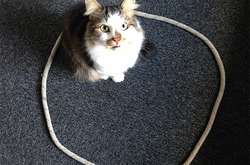 Как заманить кота в ловушку? Он обязательно сядет в круг