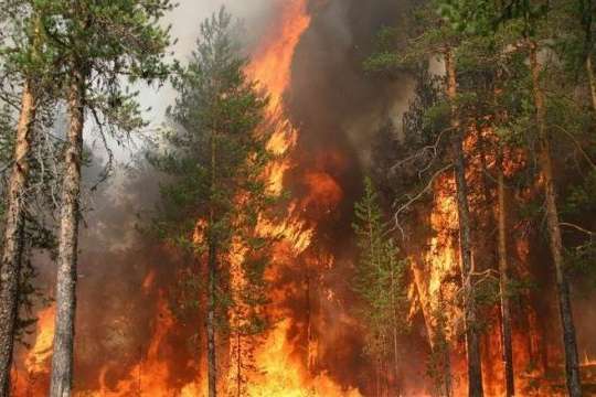 В Австралії вирують небувалі лісові пожежі. Двоє людей загинули, семеро зникли безвісти