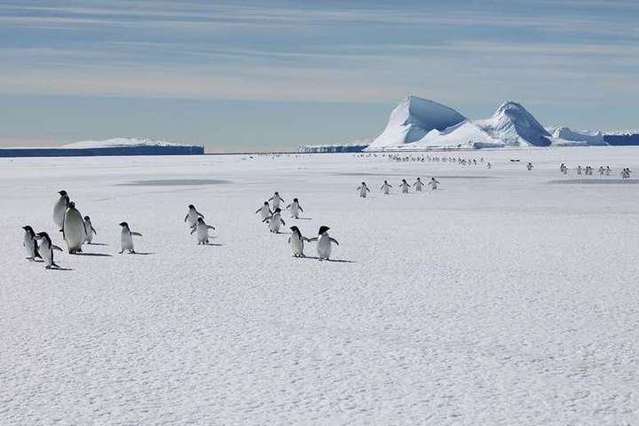 Імператорські пінгвіни можуть вимерти до кінця століття