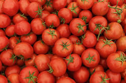 В Україну намагалися ввезти величезну партію «хворих» помідорів