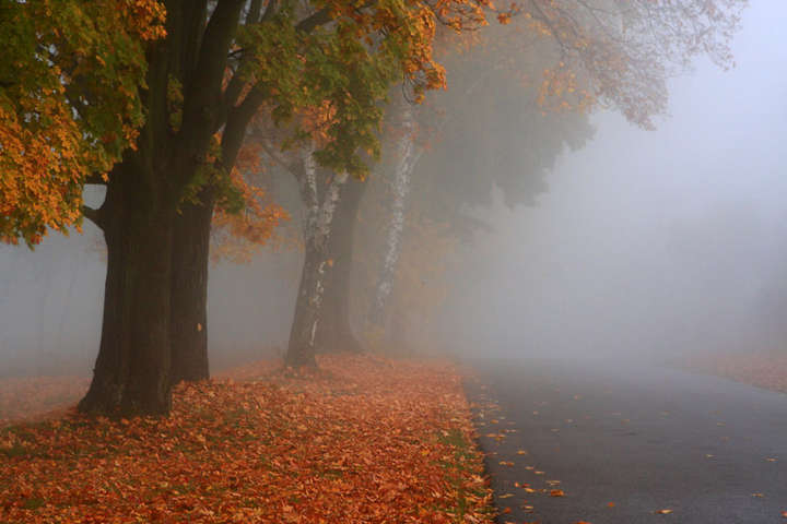 Україну накриють тумани та дощі: прогноз погоди на 11 листопада