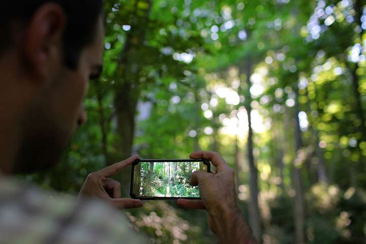 Правительство Украины запустило проект «Лес в смартфоне»