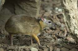 В джунглях Вьетнама нашли крошечных мышей-оленей