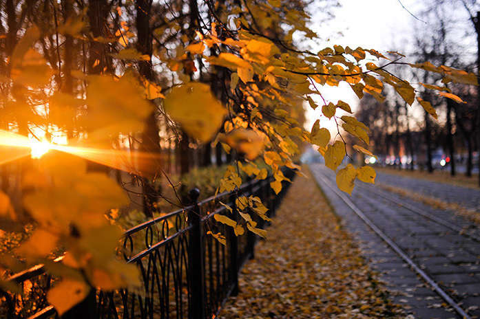 Погода дивує: листопад у Києві встановив п’ятий температурний рекорд