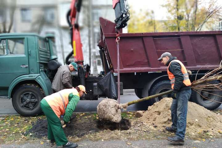Відтепер Київавтодор висаджує дерева під час ремонту доріг (фото)
