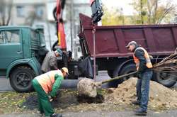 Відтепер Київавтодор висаджує дерева під час ремонту доріг (фото)