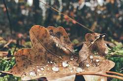  У лісі буде затишно і не сильно холодно 