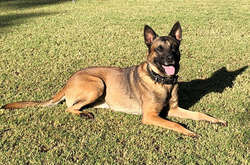 Військового кінолога загризли його ж вівчарки