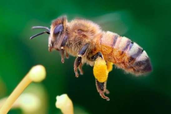 Катастрофічне вимирання комах становить небезпеку для життя на Землі, – вчені