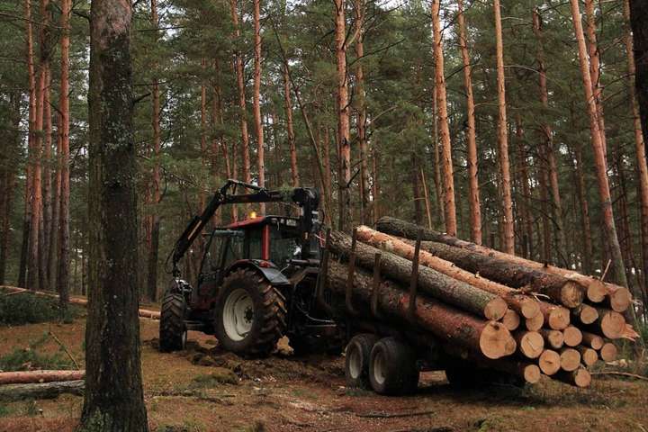 Зеленский запретил сплошную вырубку леса в Карпатах