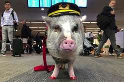 В аэропорту США свинка помогает пассажирам (фото)