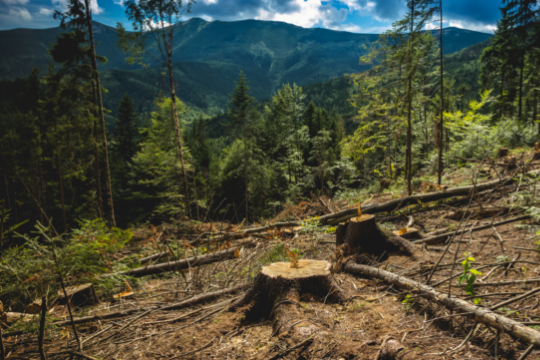 Зеленський заборонив суцільну вирубку дерев у Карпатах