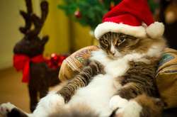 Різдвяні вихідні: скільки українці відпочивають на новорічні свята 