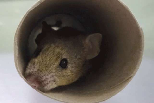 Науковці з Інституту імені Макса Планка визначили характер мишей