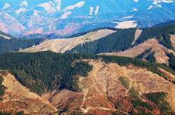 «Голос України» опублікував закон про заборону вирубки лісу на схилах Карпат