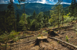 Екологи заявили, що зміни до закону про карпатські ліси спрощують вирубку дерев
