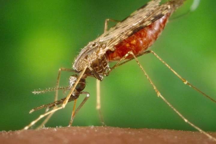 У Києві зареєстровано дев’ять випадків захворювання на малярію