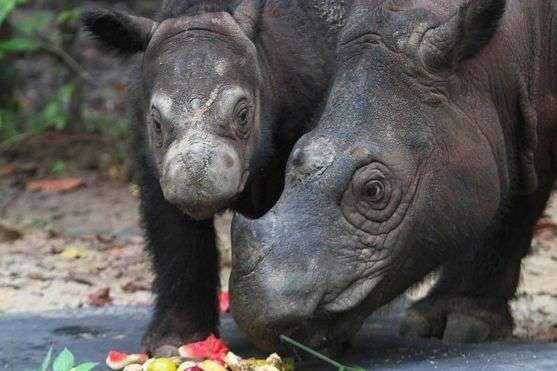 У Малайзії помер останній суматранський носоріг