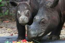 У Малайзії помер останній суматранський носоріг
