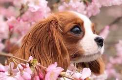 Несси - самый маленький кавалер кинг-чарльз-спаниел в мире (фото)