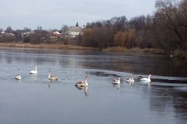 На Київщині рятувальники визволили лебедів із крижаної пастки (фото, відео)