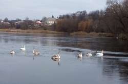 Лебеді примерзли до криги