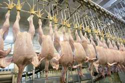 Європарламент схвалив збільшення квот на курятину з України