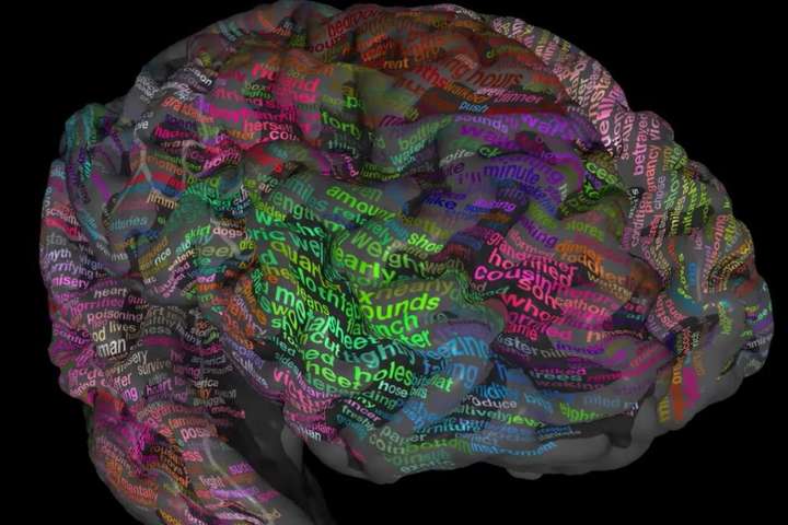 Науковці дослідили як у мозку зберігаються слова