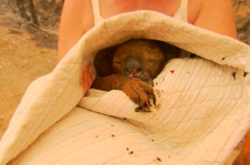 Спасеннная из горящего леса в Австралии коала умерла