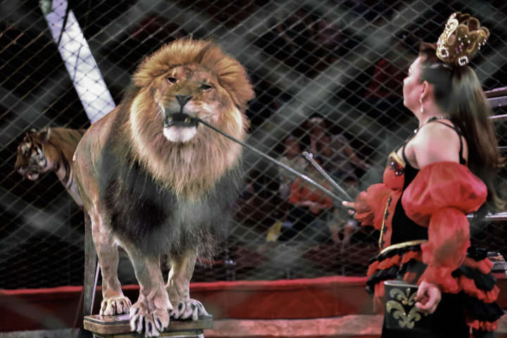 Міськрада Чернівців заборонила гастролі цирків із тваринами