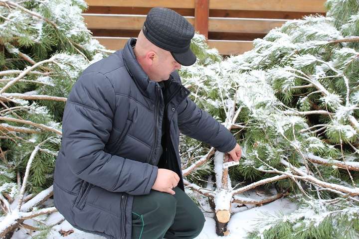 Для новорічної ялинки на Софійській площі лісничі зрізали 400 сосен (відео)