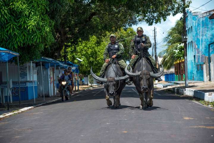 У Бразилії поліцейські патрулюють вулиці верхи на величезних буйволах