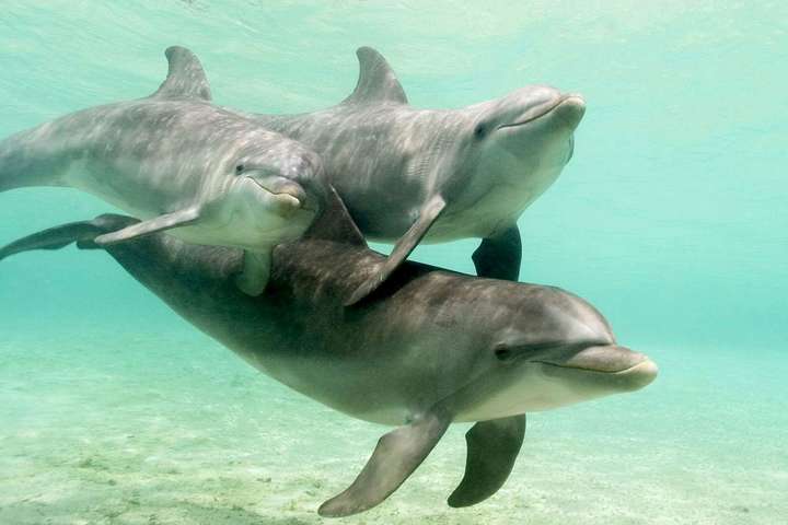 У Мексиці дельфіни покусали дівчинку в басейні, а потім спробували її втопити