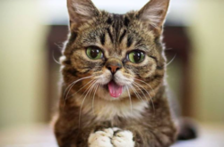 Умерла Лил Баб — знаменитая кошка с высунутым язычком