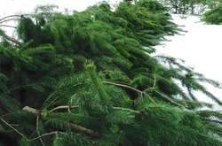 Зіпсоване свято і величезний штраф: киян попередили, що на них чекає за вирубку ялинок