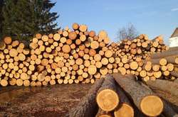 Онлайн-аукціони з продажу деревини запустять у квітні 