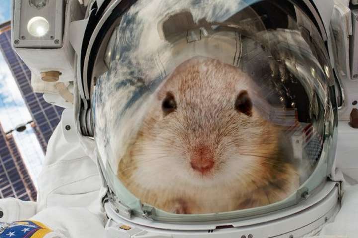 Ракета SpaceX доставить у космос генетично модифікованих мишей 