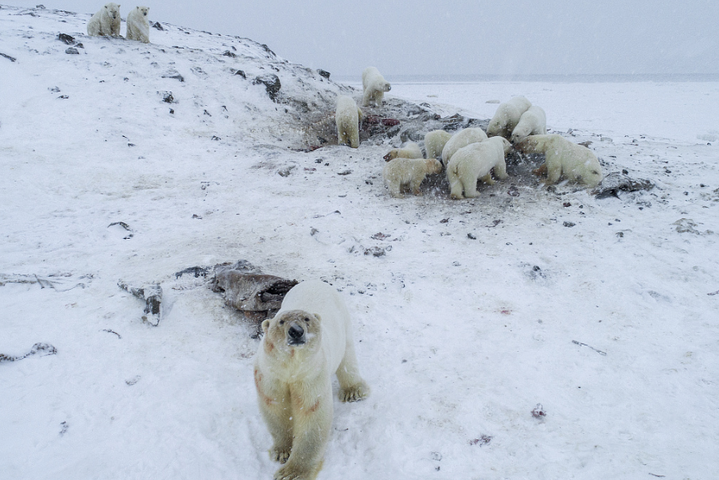 Белые медведи окружили русскую деревню на Чукотке