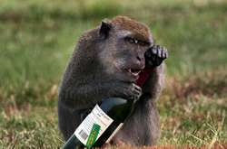 Адаптація до алкоголю врятувала предків людини від вимирання – вчені