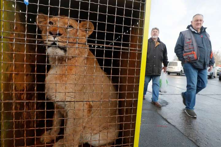 До Африки відправили п'ятьох українських левів 