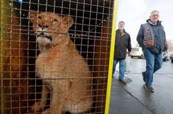До Африки відправили п'ятьох українських левів 